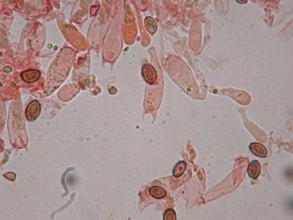 Fungo un p� insolito...